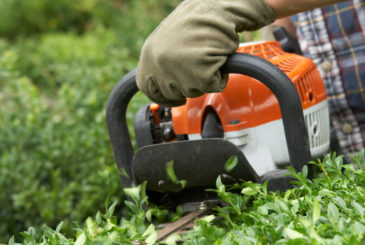 Man trimming hedge