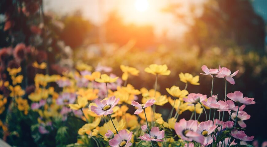 Spring Garden Maintenance: Preparing Your Beds and Borders for the Growing Season