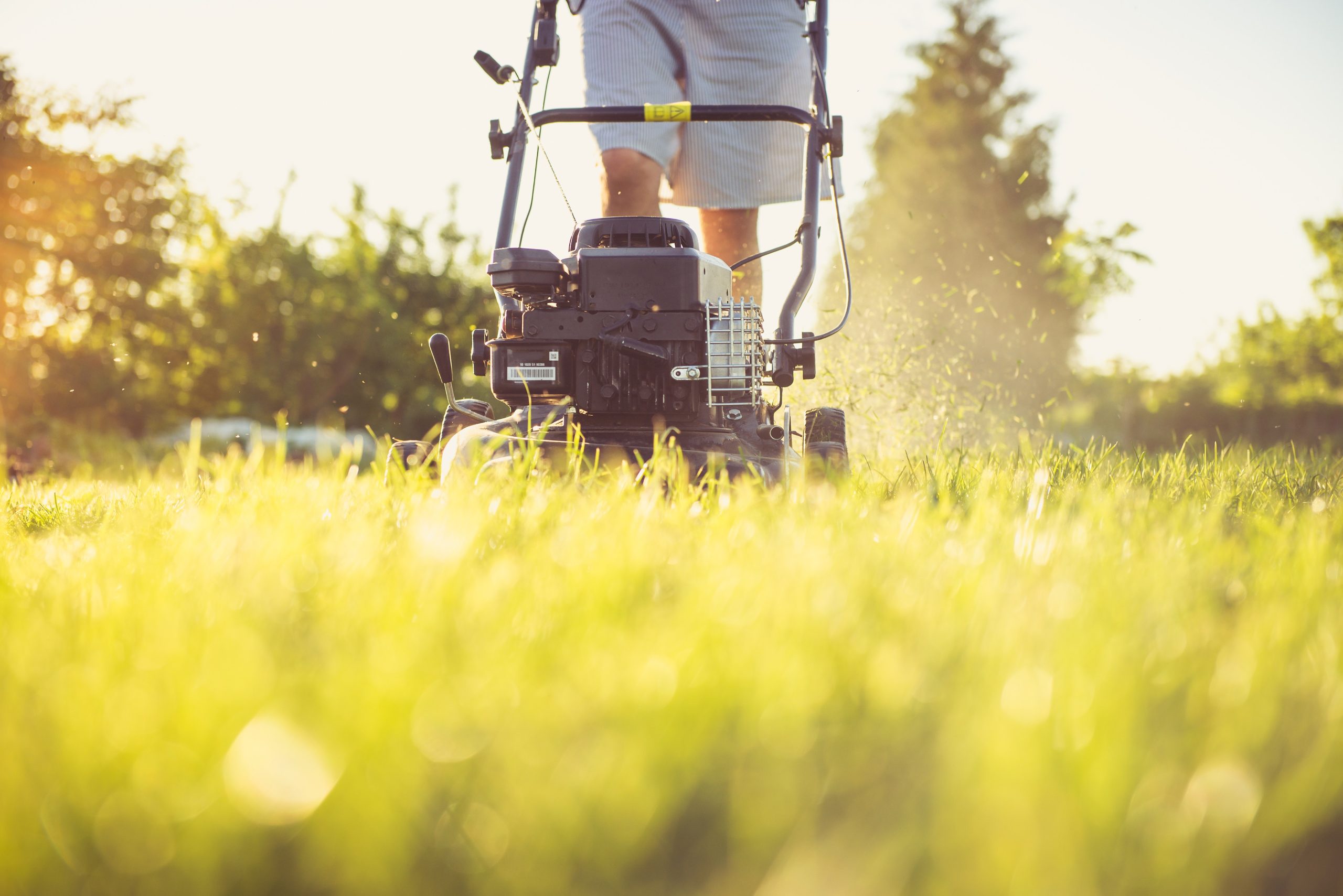 A Complete Guide to Help You Understand Everything About Lawn Maintenance